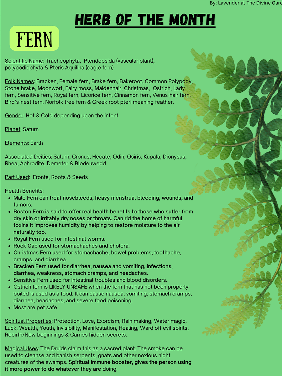 Fern product image (1)