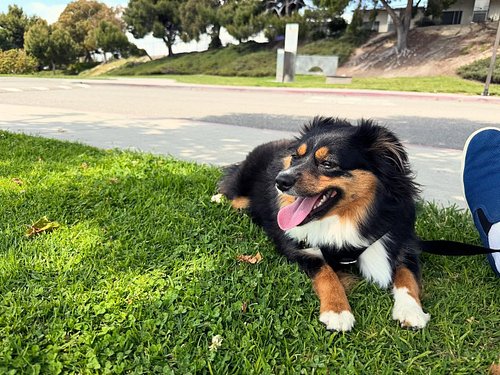 Just a happy pupper 🐶