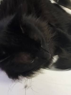 #cute #kitty #kittycat #kittycatsoftiktok #cat #cats #catsoftiktok #blackcat #blackcats #blackcatsoftiktok #silly 