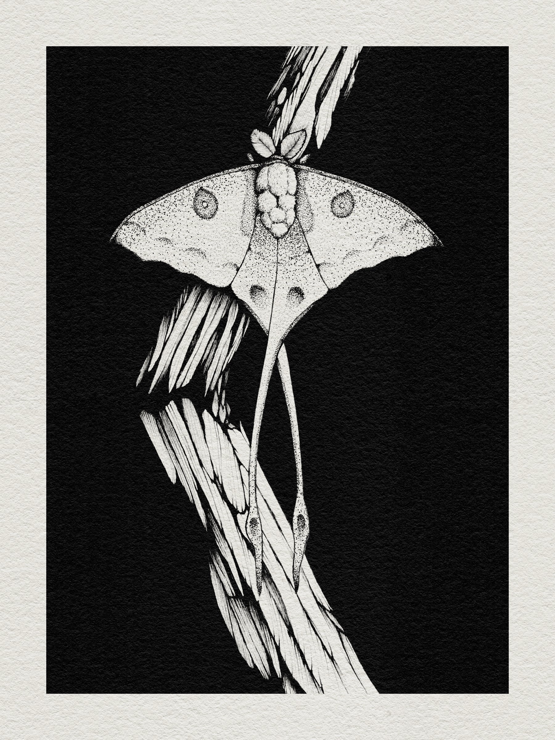 Moon Moth product image (2)