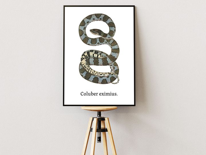 Coluber eximius. product image (1)