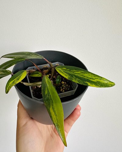 Sometimes it’s a good thing to chop your plant if you are not happy with the growth. After green leaves we have variegation b...
