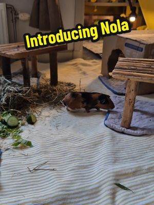 Please welcome the spiciest baby piggy Nola 🔥🙈 Miss Nola bear sure shook things up here 🤪 Luckily all the piggies have embraced her and are being very sweet to her, considering she constantly steals their food and annoys them 😂 #babyguineapig #newsister #girlswannahavefun 