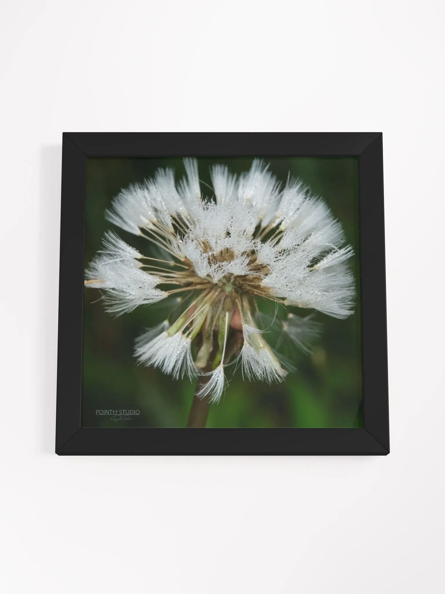 Dandelion #5 - Framed Print product image (4)