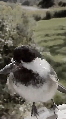 🖤BLACK-CAPPED CHICKADEE🖤

So I can't connect my Bird feeder camera to obs and can't do the stream. My other alternative will ...
