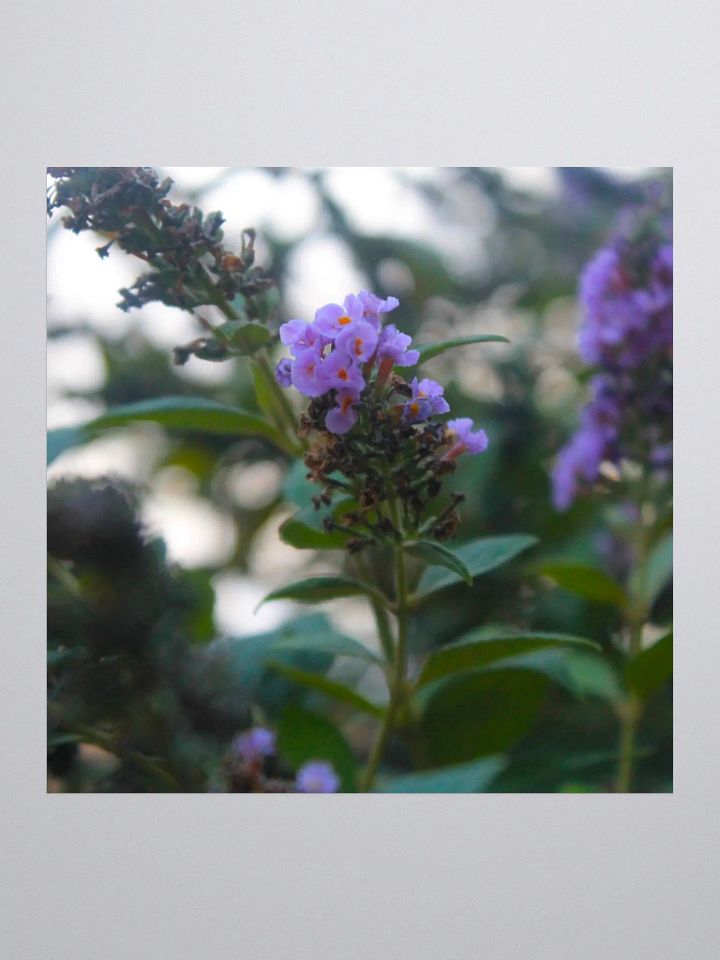 A Study in Flowers 5 - Sticker version product image (2)