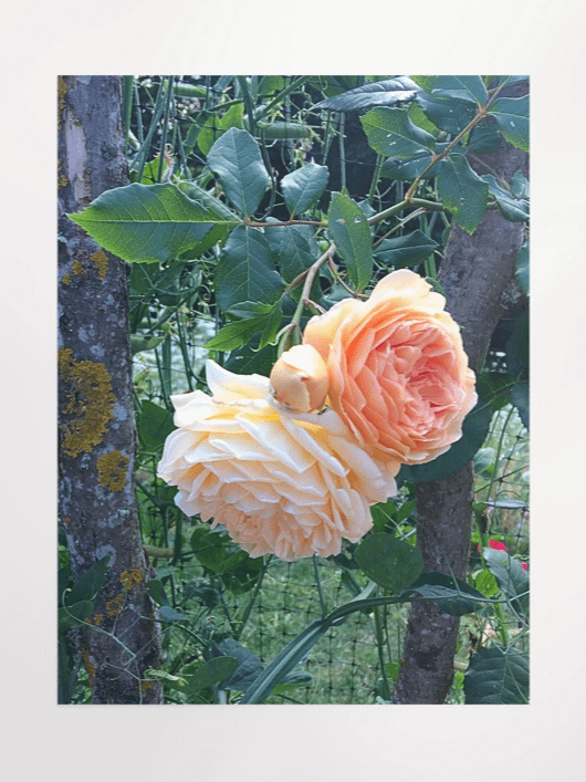 Orange Roses product image (8)