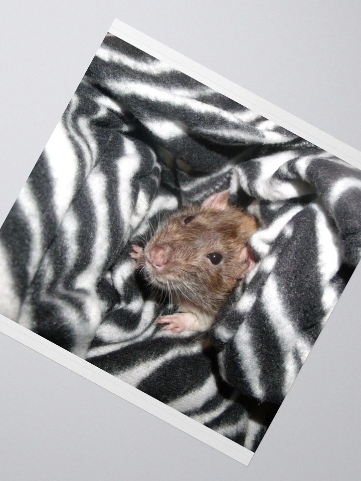 I'm a zebra sticker product image (2)