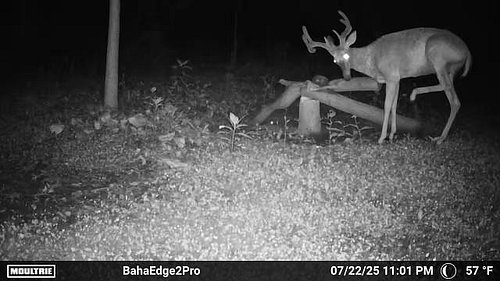 First decent set of antlers to show up this summer on my @moultrieproducts cam!  Hopefully he sticks around till this fall an...