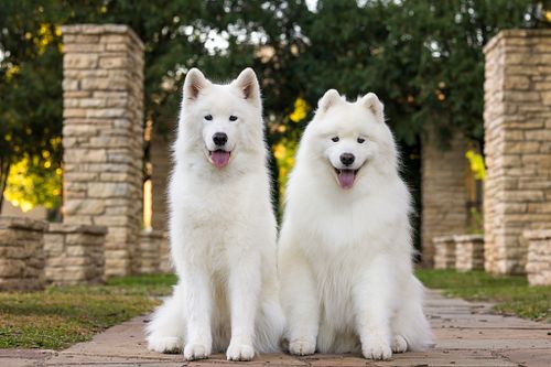 Luka and Korben brought their A-game to their Bark In The Park Mini Session with their favorite hoomans! These two were an ab...