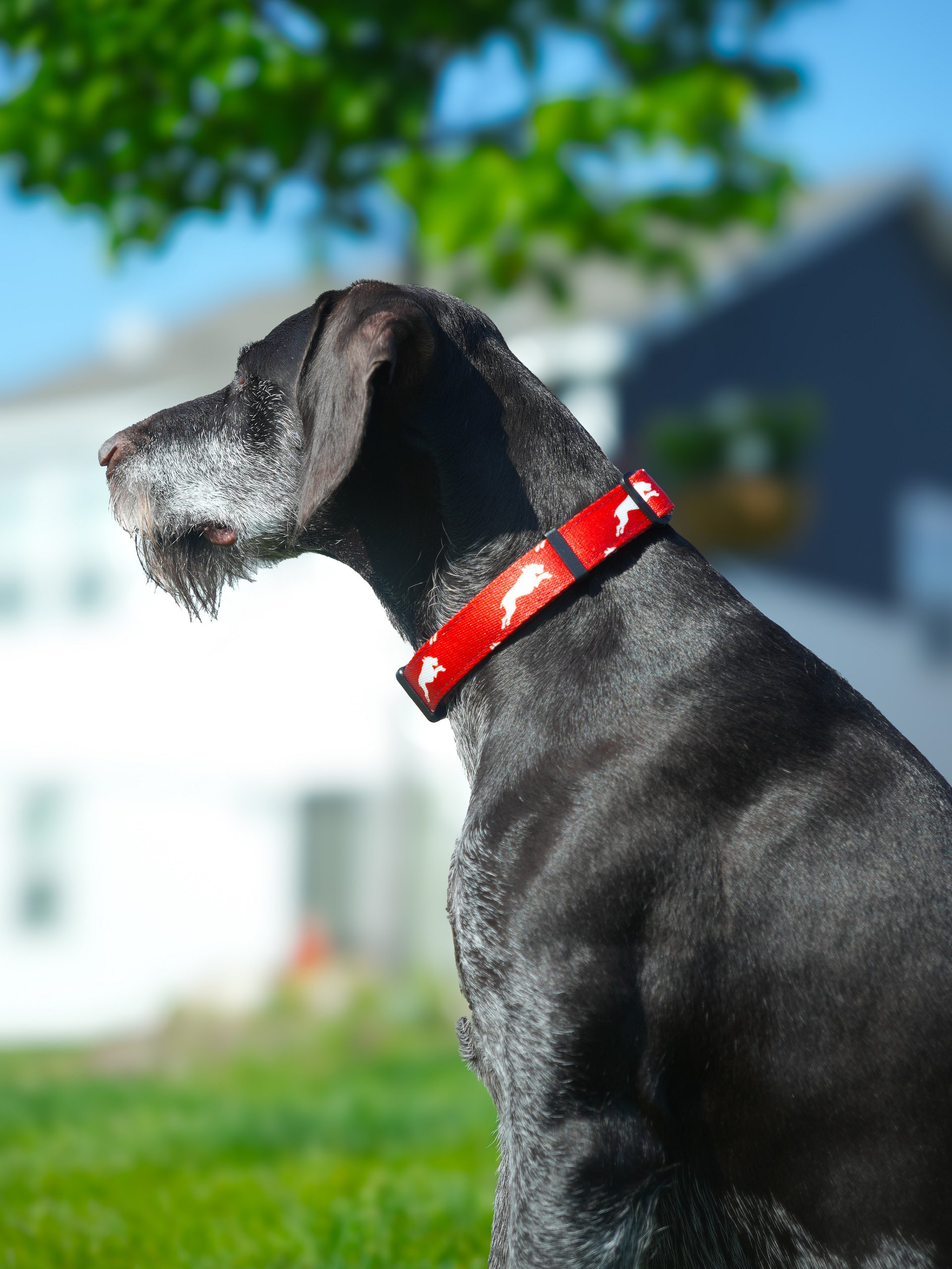 Cherry Red Collar product image (1)