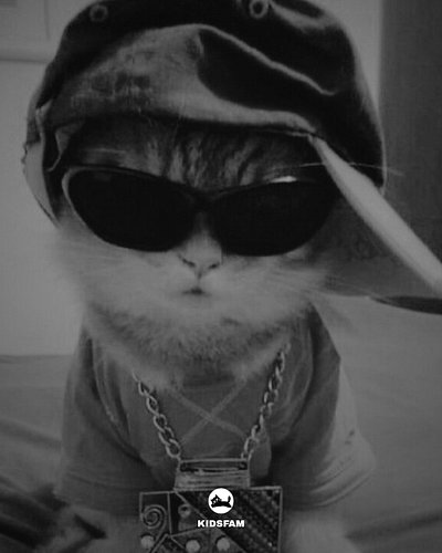 IT'S FASHION DAY 😎

WELCOME TO MY CAT SPIRIT COMMUNITY

JOIN THE FAM - @kidsfamm🐈‍⬛

SHARE WITH YOUR CIRCLE AND BECOME PART O...