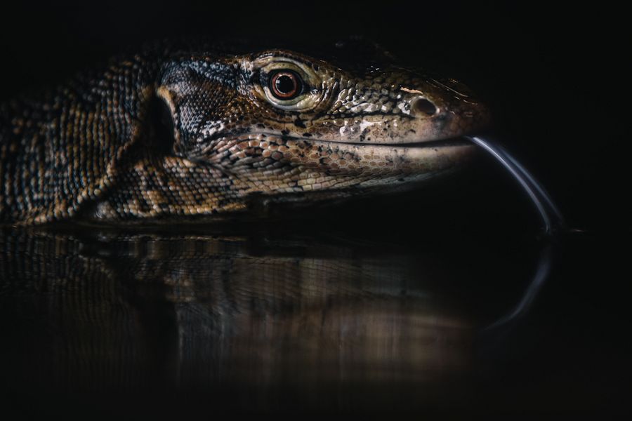 Asian Water Monitor In Water product image (1)
