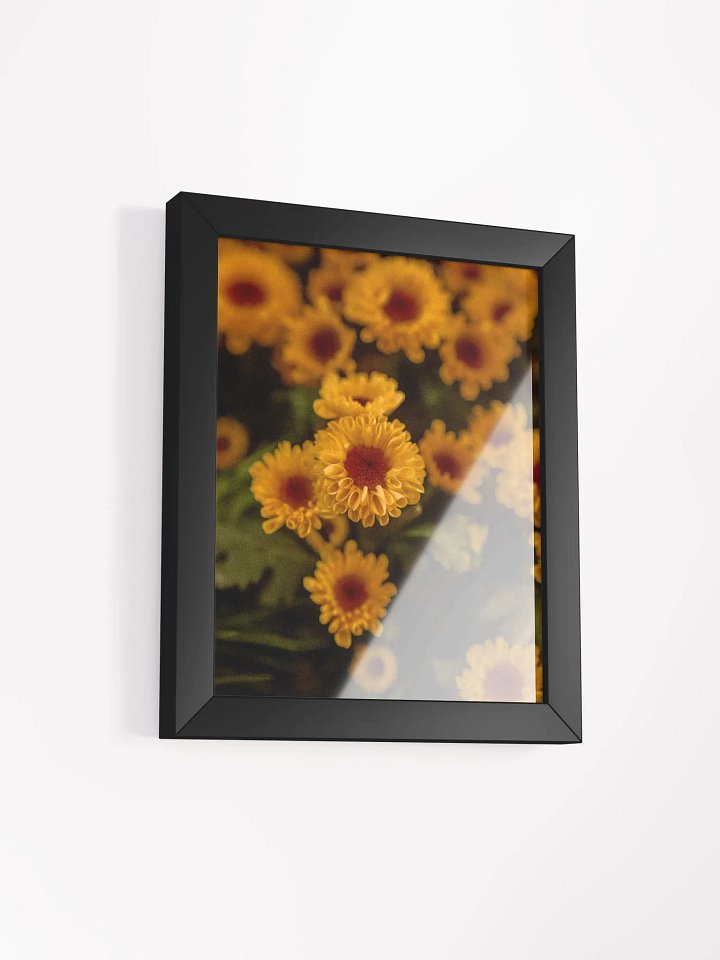 Daisies (with frame) product image (7)