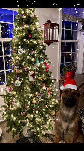 Happy holidays from K9 Lorcan, his first Police K9 Christmas! 
•
•
#mtpdk9 #policek9 #k9 #workingdog #belgianmalinois #belgia...