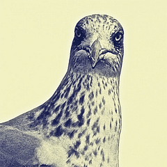 GavintheGull