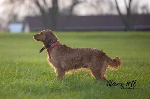 Our beautiful girl, Sky.  HR Stormy Hill's Red Sky CGC.
She is one half of our dynamic duo called the performance line. (Sky ...