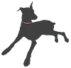 Chica the Doberman
