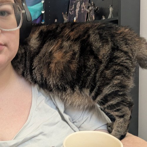 She’s on a diet and absolutely NOT taking it well. Send help. Or snacks. Preferably snacks.

#catsoftiktok #hangrycat #fatcat...