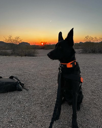 Beautiful sunrise stroll this morning with Spirit
