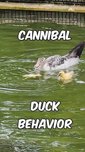 Watch this rare moment where ducks show surprising feeding behavior at the lake! 
#DuckBehavior #WildlifeShorts #NatureShort...