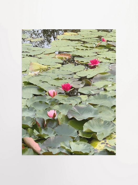 Pink Water Lilies in a Pond product image (1)
