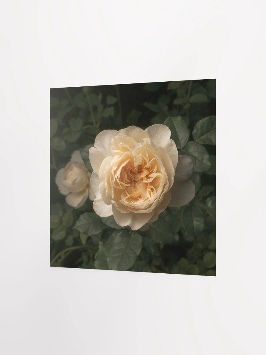 Pale Ivory English Cottage Rose product image (4)