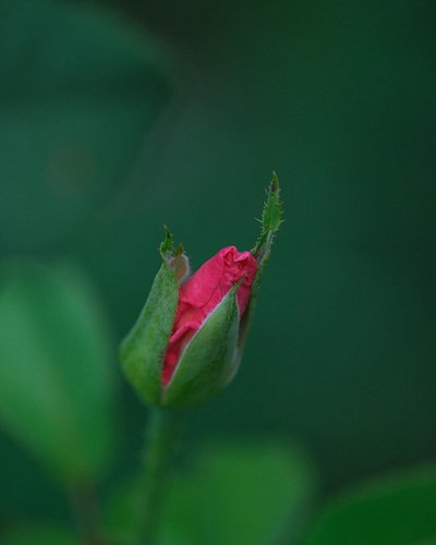A rose about to reveal its beauty
#rose #pure #macro #robinmehdee #nature #love