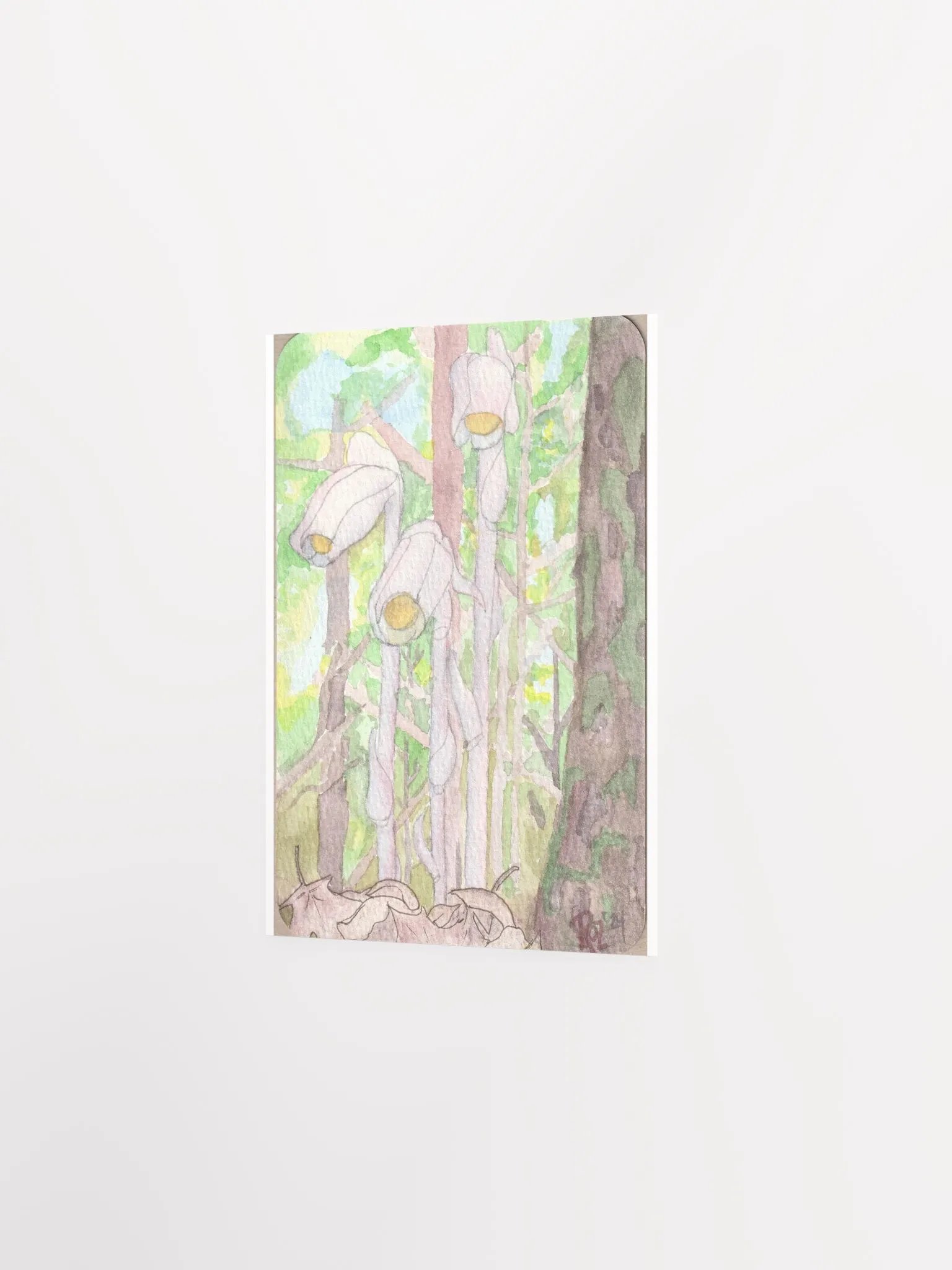 Ghost Pipe flowers product image (2)