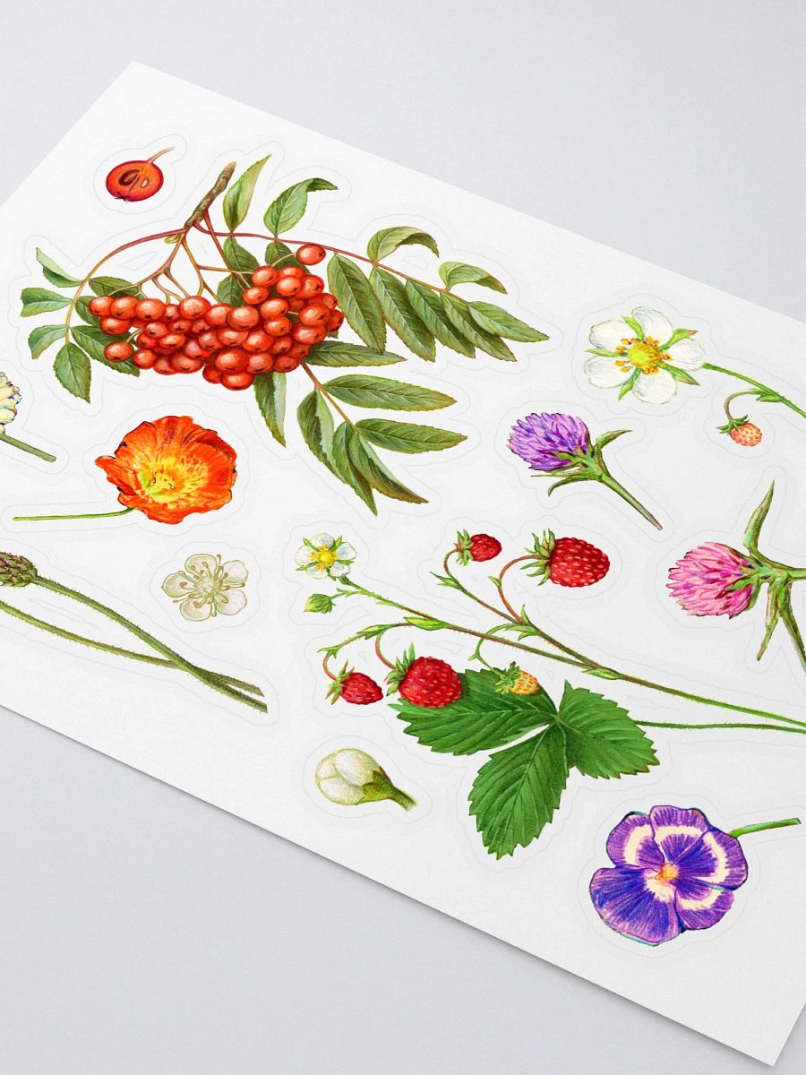 Botanical illustrations sticker sheet product image (2)