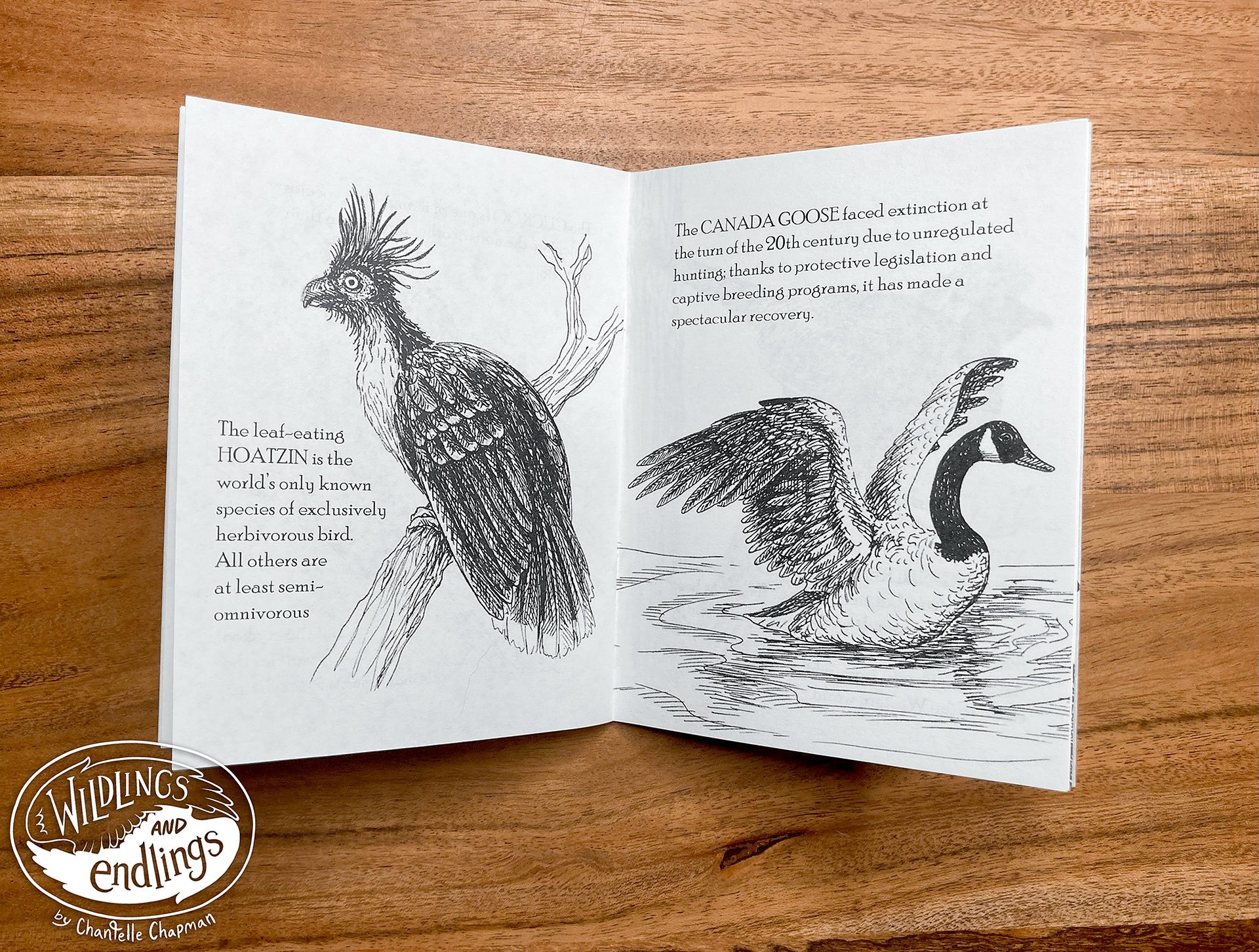 'A Bitty Book of Birds' Handmade Book, with Traditional Pen & Ink Illustrations product image (3)