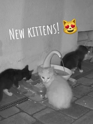 FIVE kittens! Pumpkin finally brought her kittens! Come see them on Twitch! #camkitties #straycats #straycat #wildlife #fyp #kittens #kittensoftiktok #straykitten 