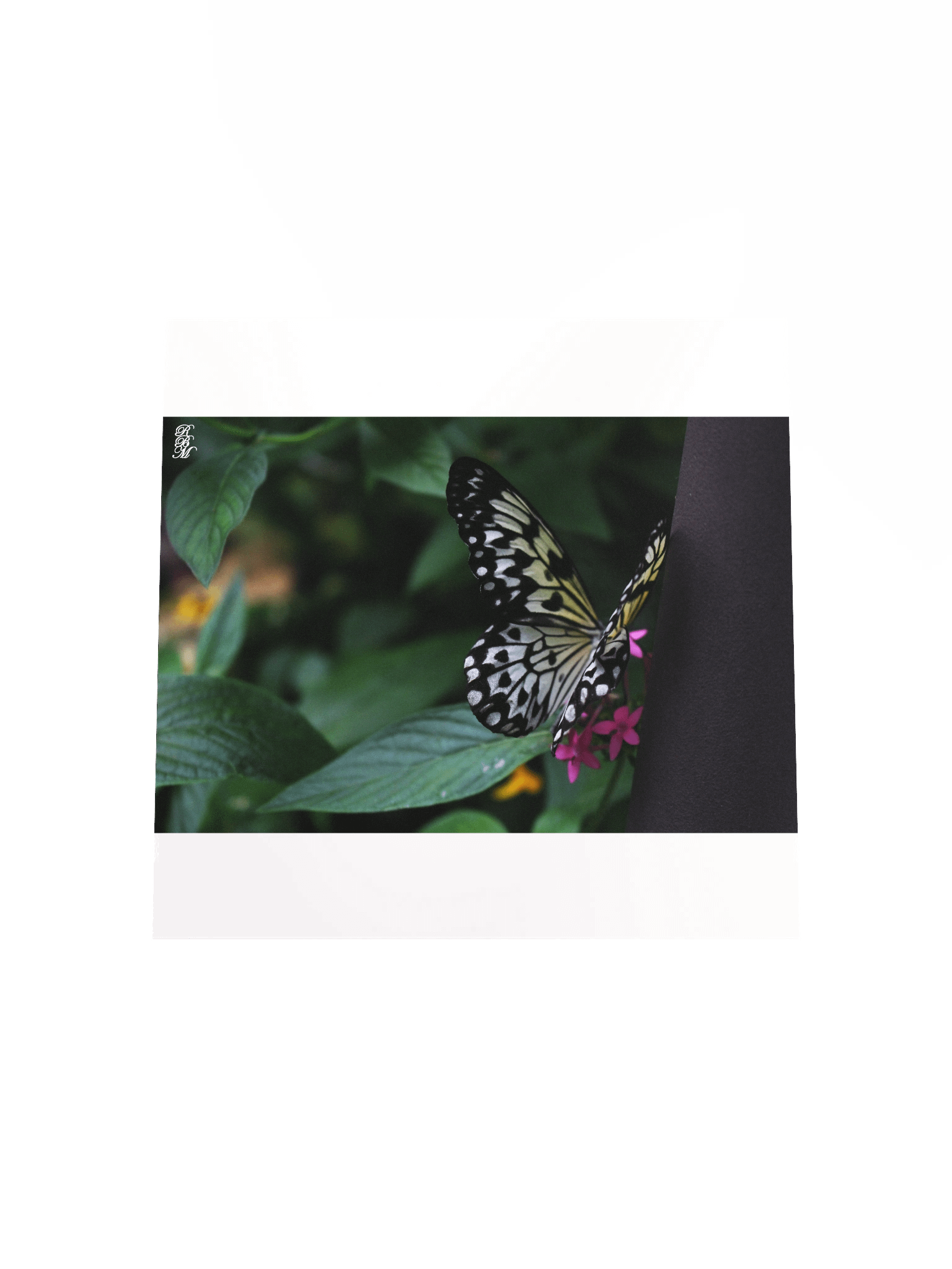 A Yellow Butterfly on Pink Flowers product image (11)