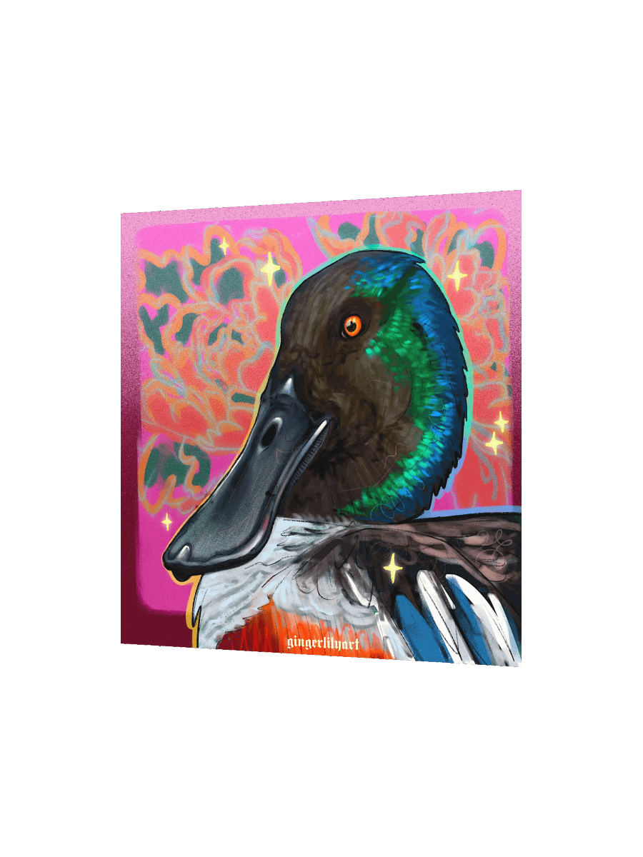 northern shoveler duck product image (4)