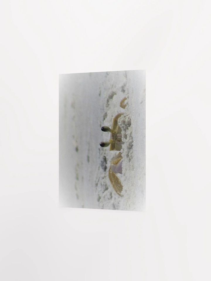 Beach Crab product image (10)
