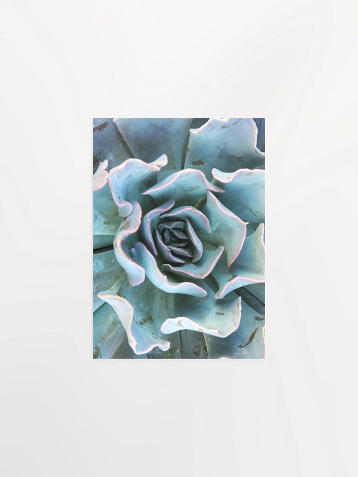 Cabbage Succulent Paper Poster product image (3)
