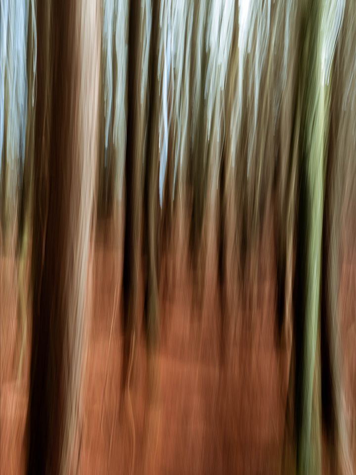 Blurred Woodland product image (1)