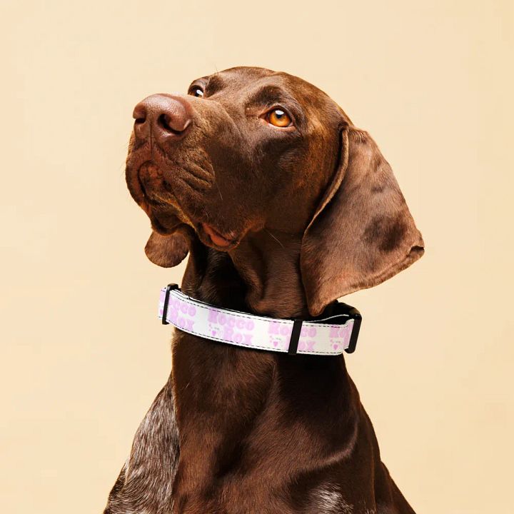 RoccoRox Dog Collar Size Large product image (2)