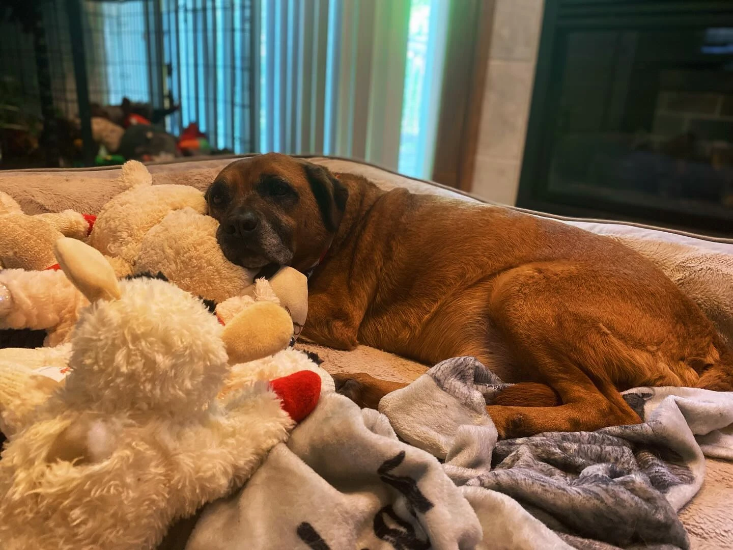 Tucker using his Lambchop as a Pillow 🐑