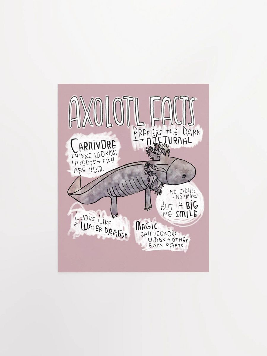Axolotl Fun Facts, Wildlife Trivia, Axolotl Poster product image (1)