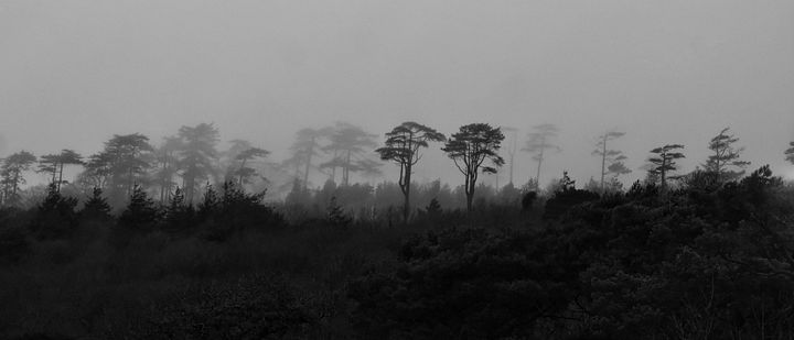 Trees in darkness product image (1)