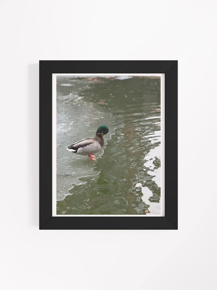 Contemplative Duck on Thin Ice Framed Poster product image (4)