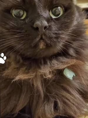 Awe she's just the cutest lil thing  Miss Babies 😍💖 #kitty #cattok #ai #beepsquad #catsoftiktok #CapCut 