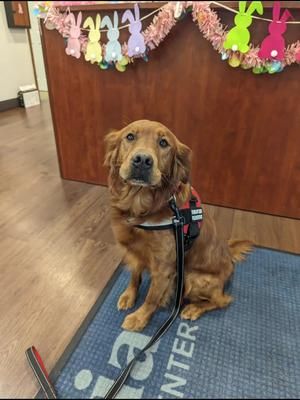 #therapydog work is something that this amazing #huntingdog is excellent at. He brings so many smiles to these people who can no longer have dogs of their own.