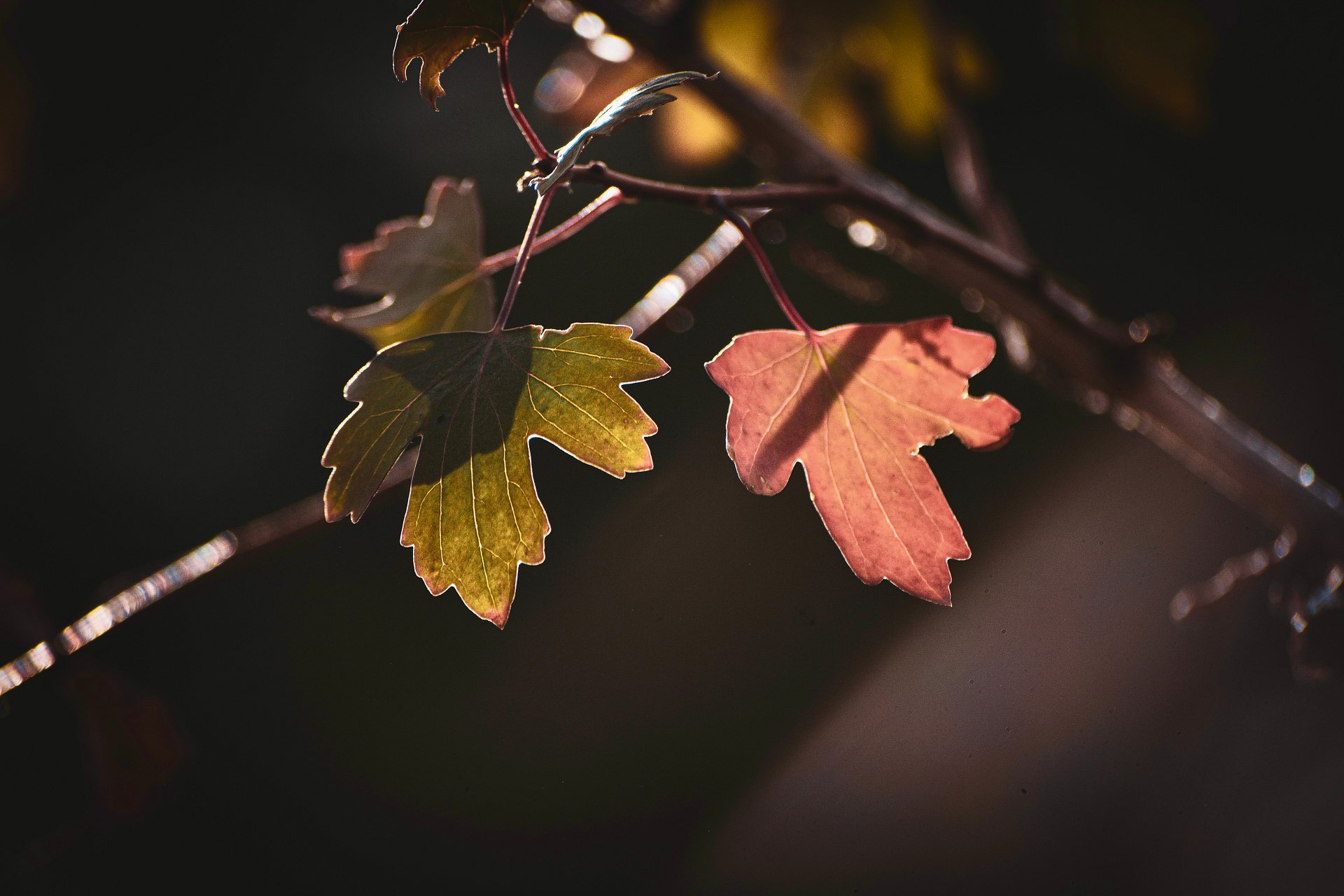 Two Leaves product image (2)