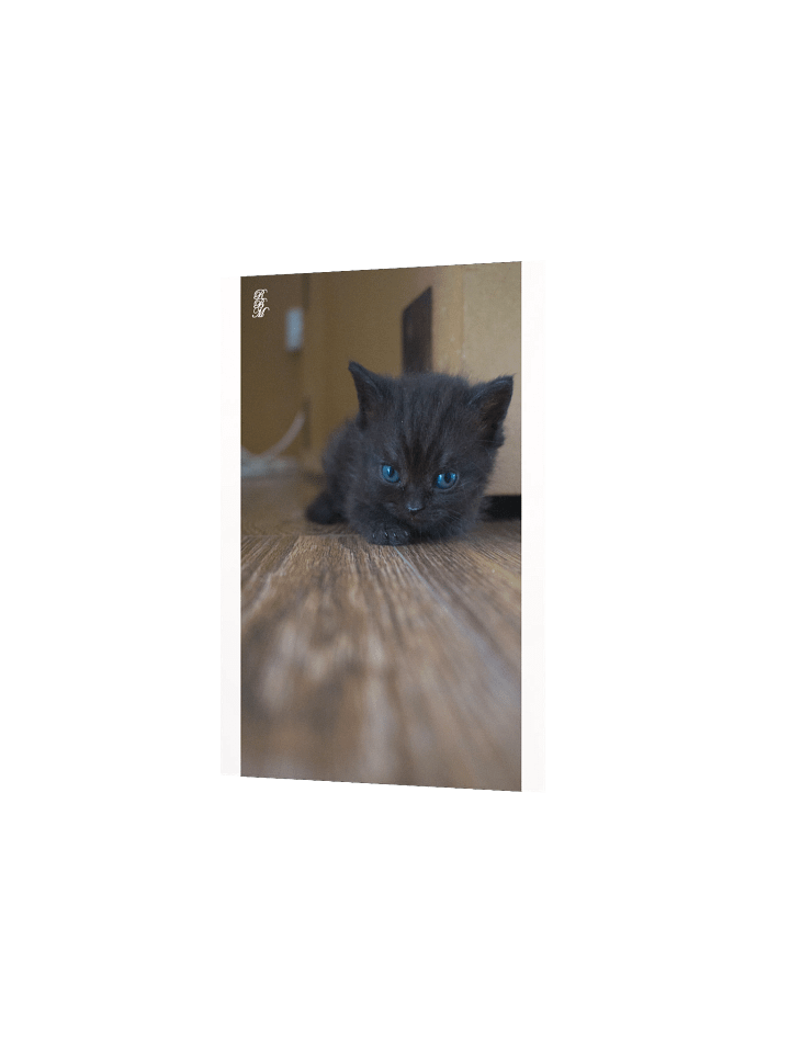 Black Kitten product image (11)