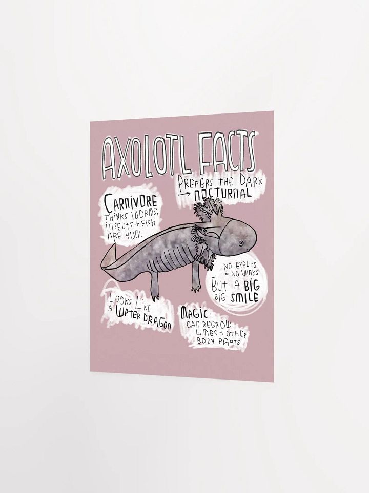 Axolotl Fun Facts, Wildlife Trivia, Axolotl Poster product image (2)