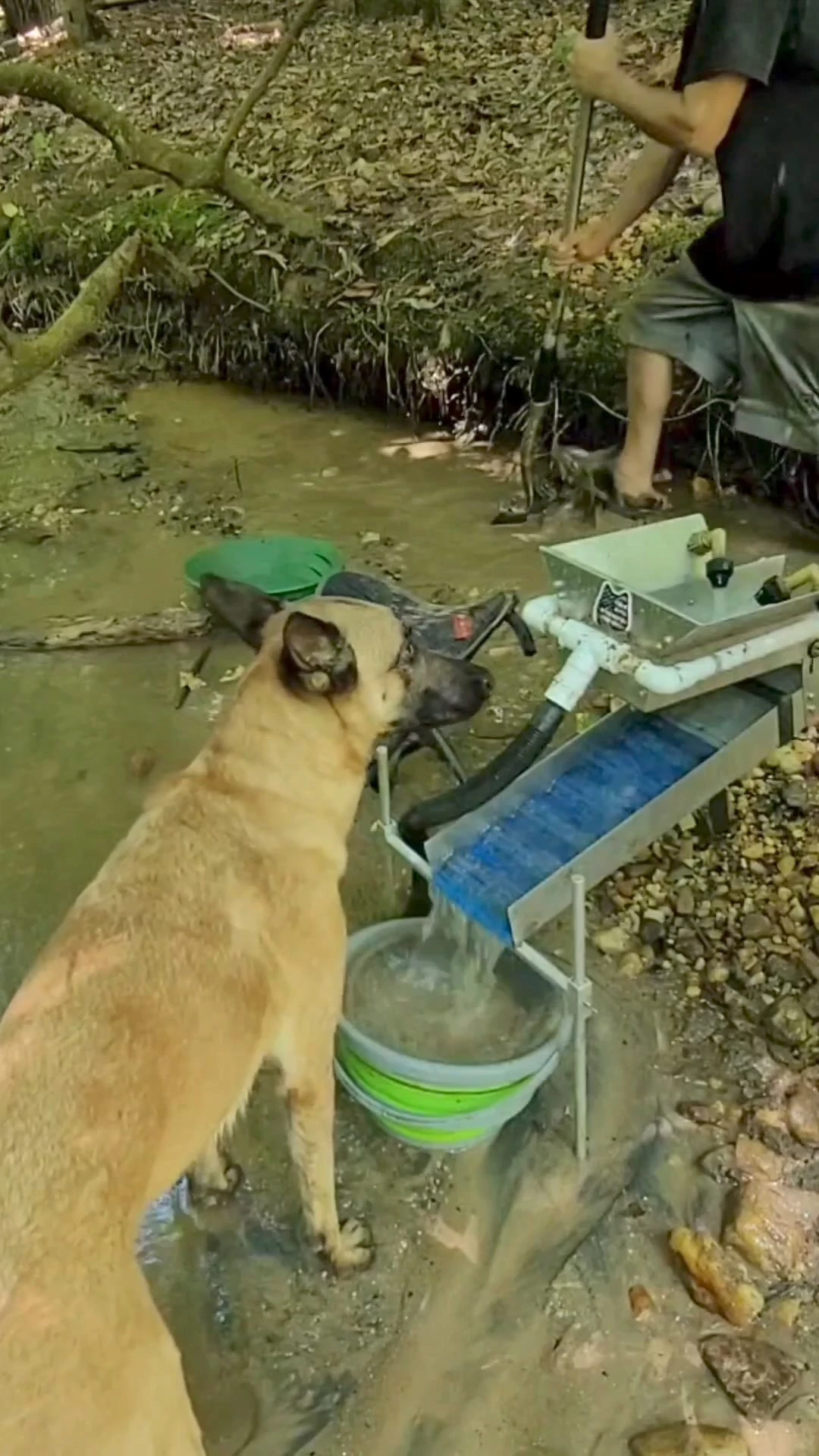 Highly Trained Belgian Malinois Diligently Guards Sluicebox #goldmining #belgianmalinois