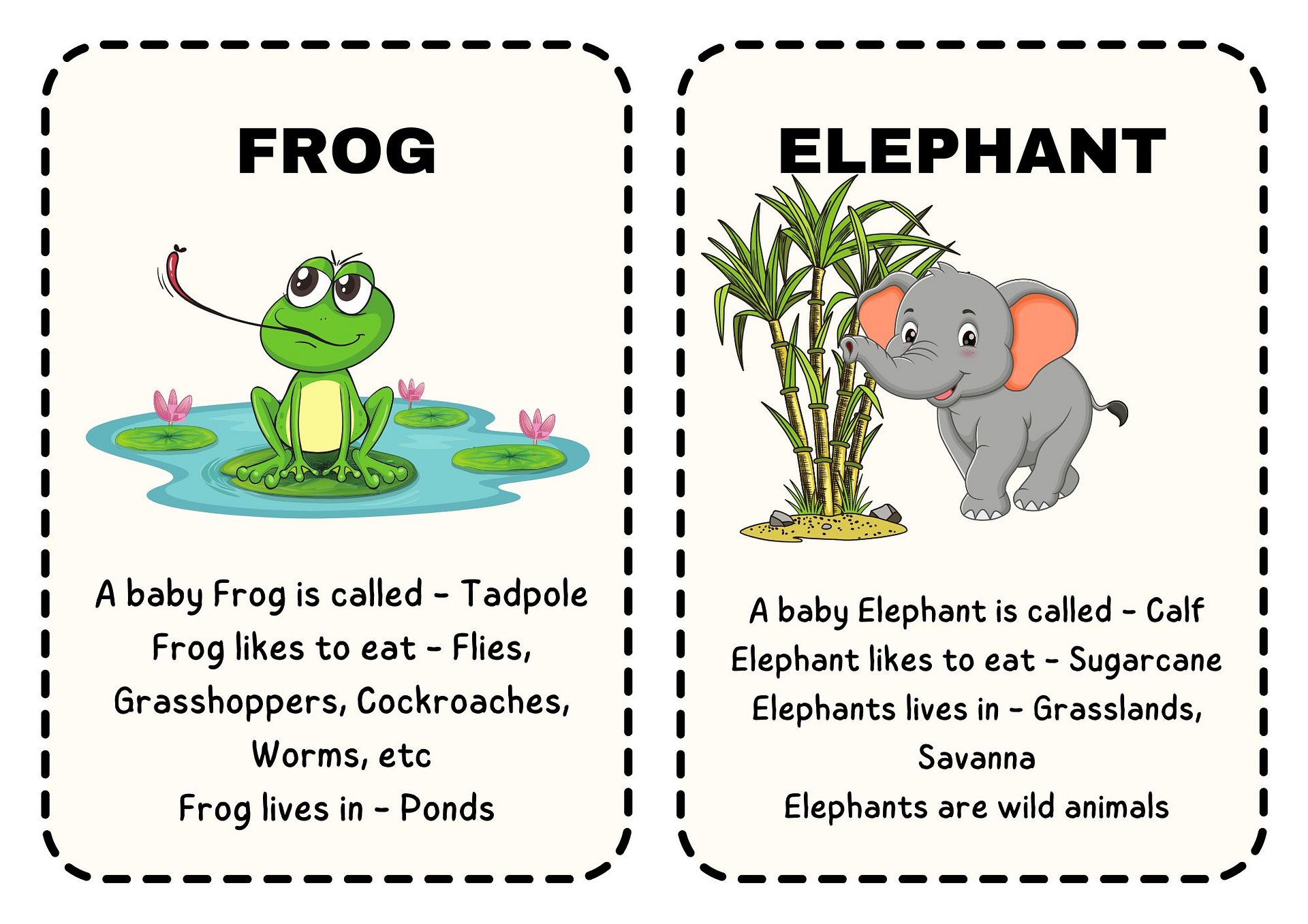 Learn to Read - Animal Flashcards product image (2)