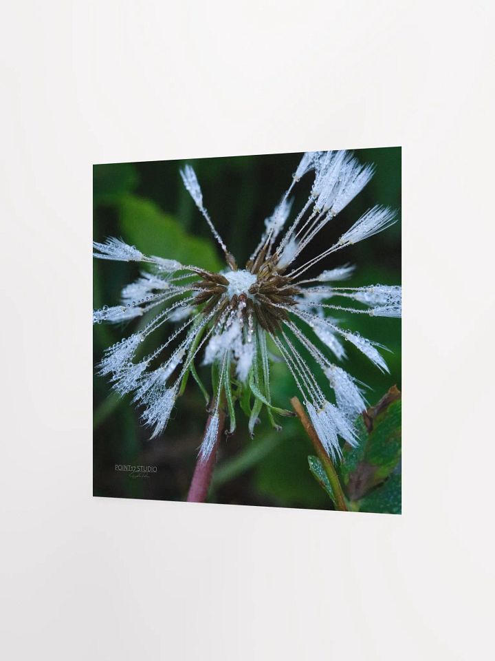 Dandelion #2 - Print product image (5)